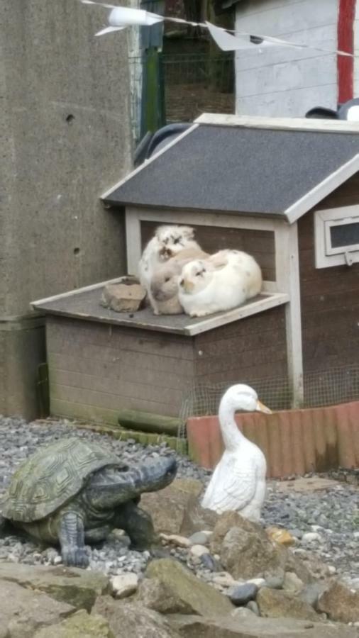 Le Gite De Zoelie Chaineux Exteriör bild